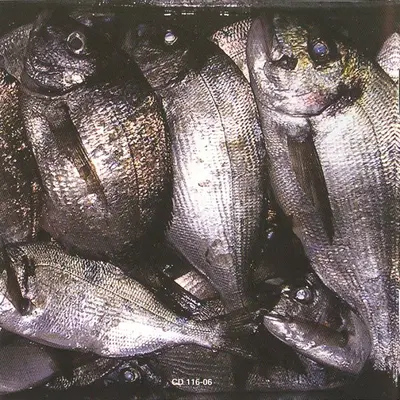 Kopito - Riba-3