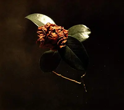 ST. PAUL & THE BROKEN BONES - Young, Sick Camellia CD